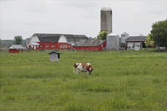 Cattle Farm