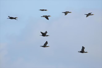 A troop of great cormorant
