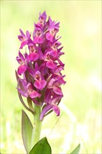 Greater early purple orchid
