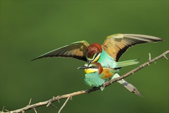 Copulation european bee-eater