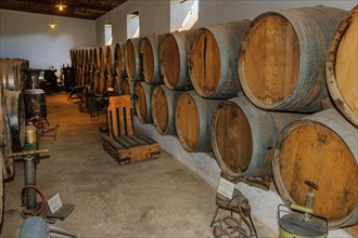 Historic wine cellar with wooden wine barrels in Wine Museum of El Grifo Winery in Bodega from 1775
