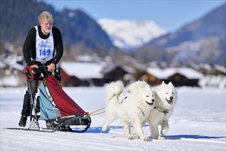 Musher with two Samoyed huskies at the sled dog race in Lenk in 2022