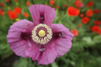 Flower with pistil and stigma of the opium poppy