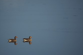 Two swimming greylag goose