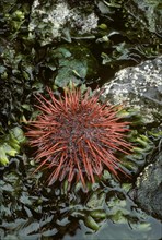California Sea Urchin