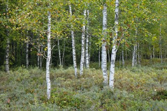 Birch forest and blueberry bushes in the high moor near Les Ponts-de-Martel