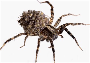 Wolf Spider Carrying Babies on Her Back Wolf spiders