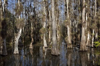 Air Plants Growing on Bald Cypress Trees