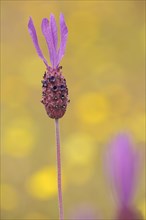 Flower and stem with petals of french lavender
