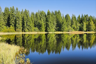 The forest along the shore of the Etang de la Gruere is reflected in the still waters of the moor lake