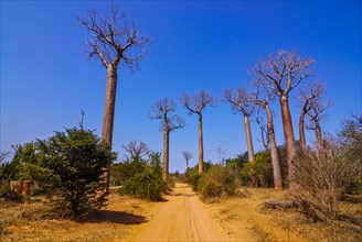 Avenue de Baobabs near Morondave