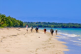 Cow herd walking on a long white sand beach in the north of the island Ile Sainte-Marie although Nosy Boraha