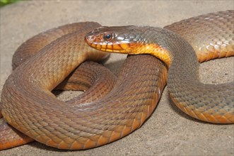 Red-bellied water snake