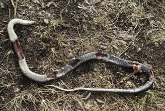 Dead Red-sided garter snake