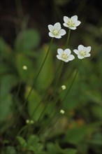 Marsh grass-of-parnassus