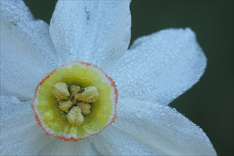 Flower of poet's daffodil