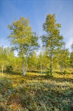 Large birch trees in early autumn with sunshine and blue sky