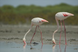 Two greater flamingo