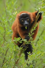 Red ruffed lemur