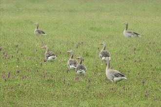 Group of greylag goose