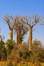 Baobab anear Morondave