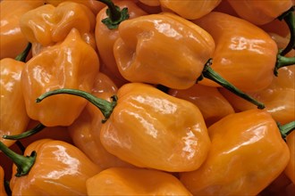 Habanero Chile Peppers