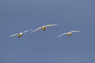 Three tundra swans
