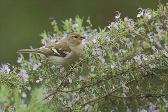 Female common chaffinch