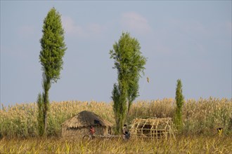 Hut with young people in front of reed belt
