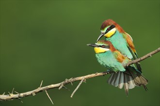 Copulation of european bee-eater