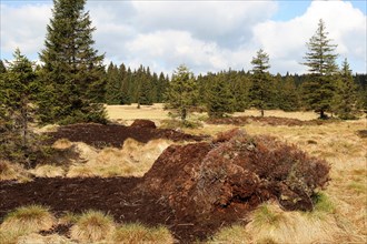Raised bog with former peat cutting walls