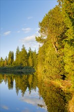 Spruce and pine forest along the lakeshore of the quiet Etang de la Gruere reflected in the water of the moor lake