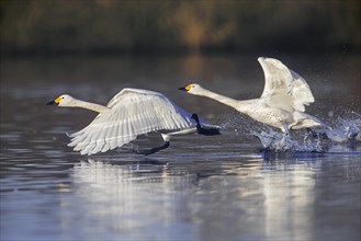 Two tundra swans
