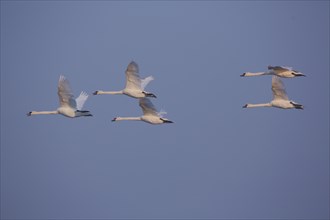 Five mute swan