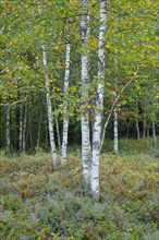 Birch forest and blueberry bushes in the high moor near Les Ponts-de-Martel