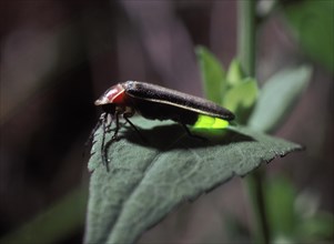 Eastern Firefly