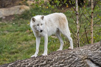 Lone Canadian Arctic wolf