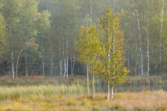 Autumn atmosphere with birch forest on the high moor near Les Ponts-de-Martel