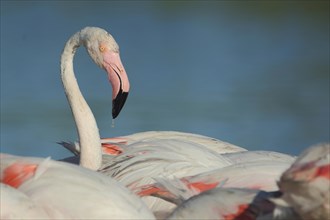 Portrait of greater flamingo