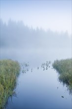 Atmospheric dawn with wafts of mist over the mirror-smooth moorland lake Etang de la Gruere in the canton of Jura