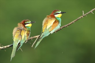 Pair of european bee-eater