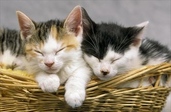 Kittens Sleeping in the Yarn Basket!