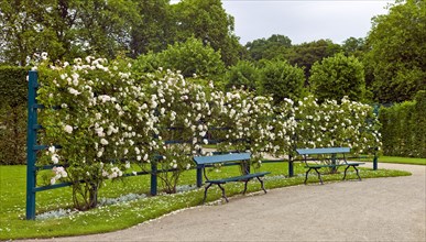 Rose trellis in a park
