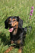 Hunting dog Tiroler Bracke