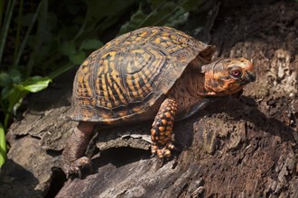 The Eastern Box Turtle