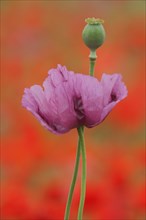 Flower and fruit capsule of the opium poppy