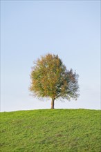 Lone lime tree on hilltop in autumn near Oetwil am See in the Zurich Oberland