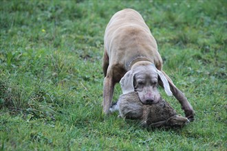 Hunting dog Weimaraner shorthair seizes hunted brown hare