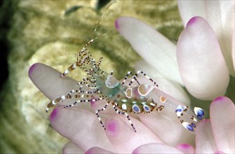 Anemone Shrimp Cleaning an Anemone