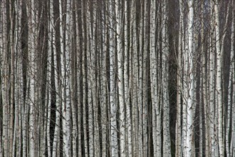 Tree trunks of Silver birch